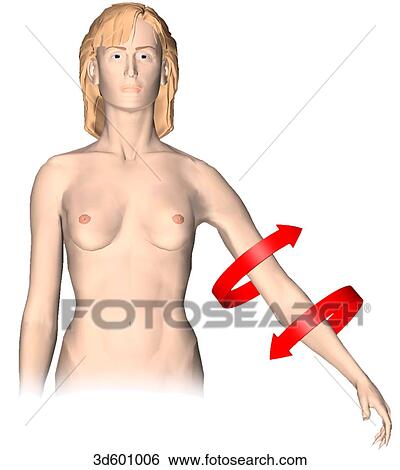 Stock Illustration - Anterior view of an adult female showing medial and lateral rotation.. Fotosearch