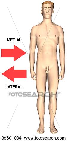 Stock Illustration - Anterior view of an adult male showing medial and lateral relationships.. Fotosearch