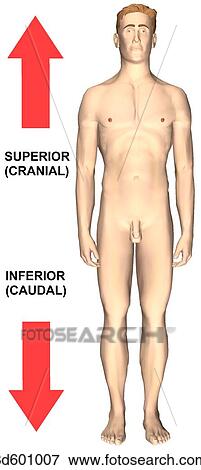 Stock Illustration - Anterior view of an adult male showing superior (cranial) and inferior (caudal) relationships.. Fotosearch