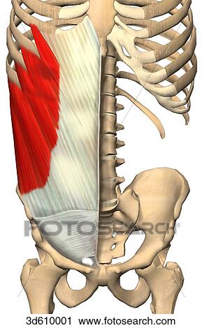 Clip Art - Anterior view of the abdominal region illustrating the external abdominal oblique muscle and its bony attachments.. Fotosearch