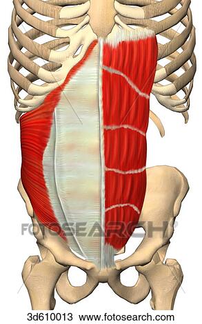 Drawing of Anterior view of the abdominal region illustrating the ...