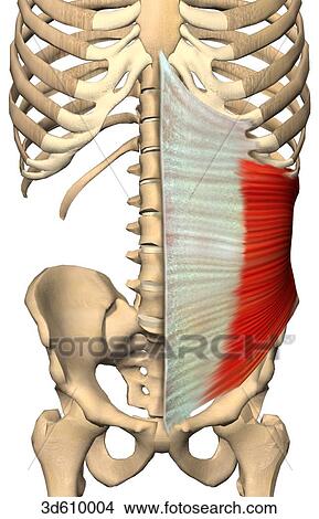 Anterior view of the abdominal region illustrating the internal abdominal oblique muscle and its bony attachments. Both sides of muscle are shown. View Large Illustration Stock Illustration - Anterior view of the abdominal region illustrating the internal abdominal oblique muscle and its bony attachments. Both sides of muscle are shown.. Fotosearch