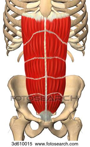 Stock Illustration - Anterior view of the abdominal region illustrating the rectus abdominis muscle and its bony attachments. Muscles on both sides of the linea alba are shown.. Fotosearch