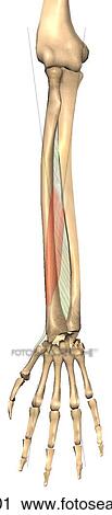 Anterior view of the abductor pollicis longus muscle with bony attachments. View Large Illustration Clip Art - Anterior view of the abductor pollicis longus muscle with bony attachments.. Fotosearch