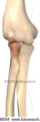 Stock Illustration - Anterior view of the anconeus muscle with bony attachments.. Fotosearch