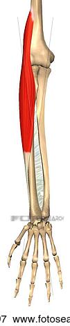 Stock Illustration - Anterior view of the brachioradialis muscle with bony attachments.. Fotosearch