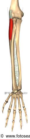 Clipart - Anterior view of the extensor carpi radialis brevis muscle with bony attachments.. Fotosearch