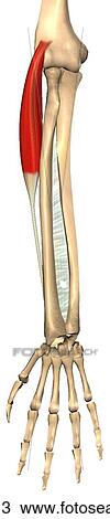 Anterior view of the extensor carpi radialis longus muscle with bony attachments. View Large Illustration Drawing - Anterior view of the extensor carpi radialis longus muscle with bony attachments.. Fotosearch