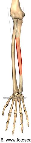 Anterior view of the extensor carpi ulnaris muscle with bony attachments. View Large Illustration Stock Illustration - Anterior view of the extensor carpi ulnaris muscle with bony attachments.. Fotosearch