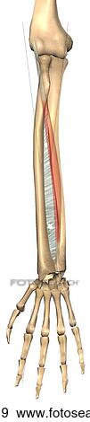 Anterior view of the extensor digiti minimi muscle with bony attachments. Bones are illustrated slightly transparent to show muscle behind. View Large Illustration Stock Illustration - Anterior view of the extensor digiti minimi muscle with bony attachments. Bones are illustrated slightly transparent to show muscle behind.. Fotosearch
