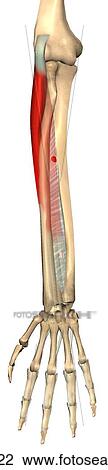 Drawing - Anterior view of the extensor digitorum muscle with bony attachments.. Fotosearch