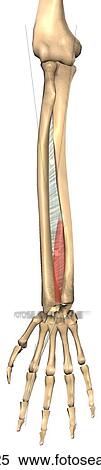 Anterior view of the extensor indicis muscle with bony attachments. Bones and ligaments are drawn slightly transparent in order to show placement of muscle that lies behind. View Large Illustration Stock Illustration - Anterior view of the extensor indicis muscle with bony attachments. Bones and ligaments are drawn slightly transparent in order to show placement of muscle that lies behind.. Fotosearch
