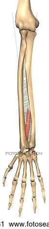 Clip Art - Anterior view of the extensor pollicis longus muscle with bony attachments. Bones and ligament are illustrated slightly transparent to show muscle behind.. Fotosearch