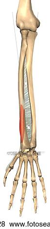 Stock Illustration - Anterior view of the extensor pollicis brevis muscle with bony attachments. Bones are illustrated slightly transparent to show muscle behind.. Fotosearch