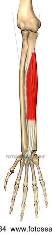 Stock Illustration - Anterior view of the flexor digitorum profundus muscle with bony attachments.. Fotosearch
