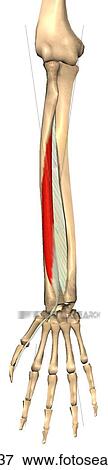 Anterior view of the flexor pollicis longus muscle with bony