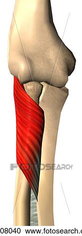 Clipart - Anterior view of the supinator muscle with bony attachments.. Fotosearch