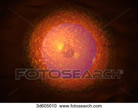 Fertilized human egg during pronucleate stage. Egg has enlarged but is still at single cell stage prior to first cleavage. View Large Illustration Clipart - Fertilized human egg during pronucleate stage. Egg has enlarged but is still at single cell stage prior to first cleavage.. Fotosearch