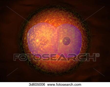 Fertilized human egg (zygote) during first cleavage stage. Egg has split into two cells. View Large Illustration Stock Illustration - Fertilized human egg (zygote) during first cleavage stage. Egg has split into two cells.. Fotosearch