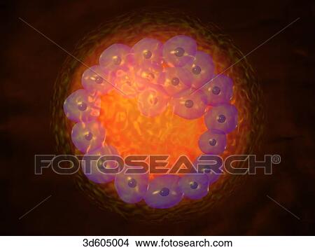 Stock Illustration - Fertilized human egg (zygote) having reached the blastocyst stage. Zygote contains 20-30 eggs and a fluid-filled blastocele is beginning to form.. Fotosearch