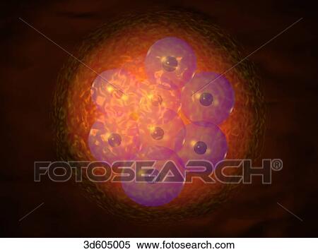Fertilized human egg (zygote) having split into eight cells. View Large Illustration Stock Illustration - Fertilized human egg (zygote) having split into eight cells.. Fotosearch