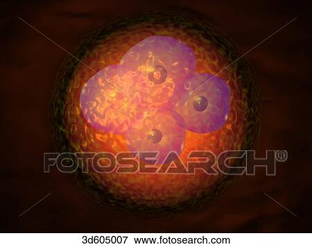 Fertilized human egg (zygote) having split into four cells. View Large Illustration Stock Illustration - Fertilized human egg (zygote) having split into four cells.. Fotosearch