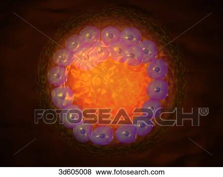 Stock Illustration - Fertilized human egg (zygote) having reached the blastocyst stage. Zygote contains a fluid filled blastocele is preparing for implantation into endometrium of uterus.. Fotosearch