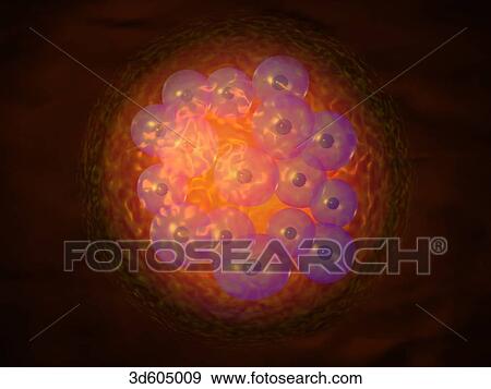 Stock Illustration - Fertilized human egg (zygote) having reached the multicelled morula stage.. Fotosearch