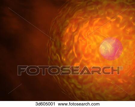 Human egg seconds after fertilization by a spermatozoon. Male pronucleus not yet formed. View Large Illustration Clip Art - Human egg seconds after fertilization by a spermatozoon. Male pronucleus not yet formed.. Fotosearch