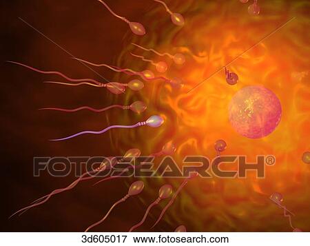 Human egg surrounded by spermatozoa, many of which are beginning to penetrate the wall of the egg. View Large Illustration Stock Illustration - Human egg surrounded by spermatozoa, many of which are beginning to penetrate the wall of the egg.. Fotosearch