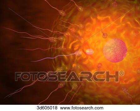 Human egg surrounded by spermatozoa, many of which are beginning to penetrate the wall of the egg and heading towards nucleus of egg. View Large Illustration Stock Illustration - Human egg surrounded by spermatozoa, many of which are beginning to penetrate the wall of the egg and heading towards nucleus of egg.. Fotosearch
