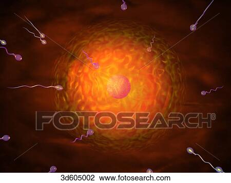 Human egg with nucleus scene at center of image. Migrating spermatozoa are approaching egg with some having already arrived at egg's surface. View Large Illustration Drawing - Human egg with nucleus scene at center of image. Migrating spermatozoa are approaching egg with some having already arrived at egg's surface.. Fotosearch
