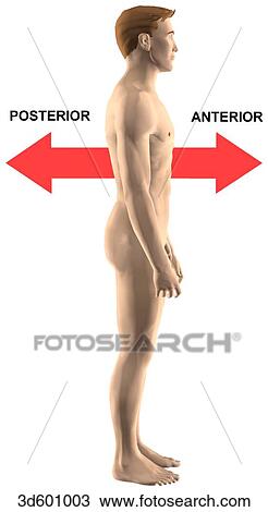Drawing - Lateral view of adult male showing anterior (ventral) and posterior (dorsal) relationships.. Fotosearch