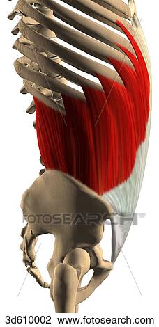 Lateral view of the abdominal region illustrating the external abdominal oblique muscle and its bony attachments. View Large Illustration Drawing - Lateral view of the abdominal region illustrating the external abdominal oblique muscle and its bony attachments.. Fotosearch