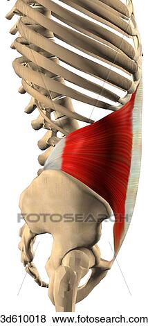 Lateral view of the abdominal region illustrating the transversus abdominis muscle and its bony attachments. Both sides of muscle are shown. View Large Illustration Stock Illustration - Lateral view of the abdominal region illustrating the transversus abdominis muscle and its bony attachments. Both sides of muscle are shown.. Fotosearch