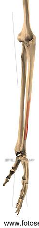 Lateral view of the abductor pollicis longus muscle with bony attachments. View Large Illustration Drawing - Lateral view of the abductor pollicis longus muscle with bony attachments.. Fotosearch