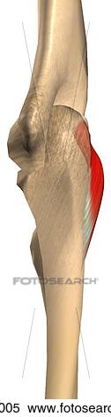 Stock Illustration - Lateral view of the anconeus muscle with bony attachments.. Fotosearch