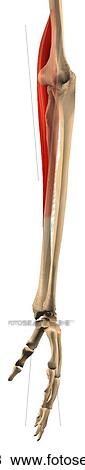 Lateral view of the brachioradialis muscle with bony attachments. View Large Illustration Stock Illustration - Lateral view of the brachioradialis muscle with bony attachments.. Fotosearch