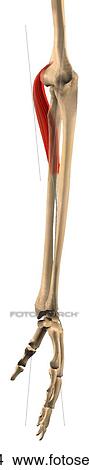 Lateral view of the extensor carpi radialis longus muscle with bony attachments. View Large Illustration Stock Illustration - Lateral view of the extensor carpi radialis longus muscle with bony attachments.. Fotosearch