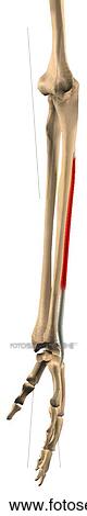 Lateral view of the extensor carpi ulnaris muscle with bony attachments. View Large Illustration Stock Illustration - Lateral view of the extensor carpi ulnaris muscle with bony attachments.. Fotosearch