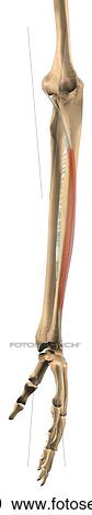 Lateral view of the extensor digiti minimi muscle with bony attachments. View Large Illustration Clipart - Lateral view of the extensor digiti minimi muscle with bony attachments.. Fotosearch
