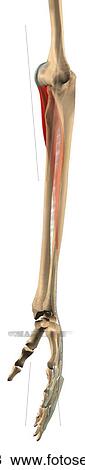 Drawing - Lateral view of the extensor digitorum muscle with bony attachments.. Fotosearch