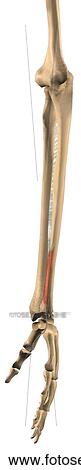 Drawing - Lateral view of the extensor pollicis longus muscle with bony attachments. . Fotosearch