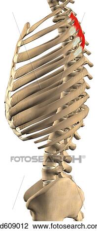 Lateral view of the serratus posterior superior muscle with bony attachments. Muscle is shown on just one side. View Large Illustration Drawing - Lateral view of the serratus posterior superior muscle with bony attachments. Muscle is shown on just one side. . Fotosearch