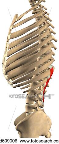 Stock Illustration - Lateral view of the serratus posterior inferior muscle with bony attachments. Muscle is shown on just one side. . Fotosearch