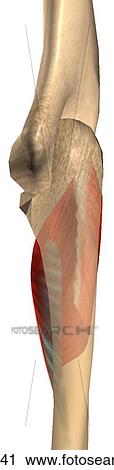 Clip Art - Lateral view of the supinator muscle with bony attachments.. Fotosearch