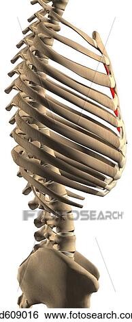 Lateral view of the transversus thoracis muscle with bony attachments. View Large Illustration Stock Illustration - Lateral view of the transversus thoracis muscle with bony attachments. . Fotosearch