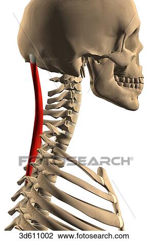 Lateral view of upper thorax and neck region showing the splenius capitis muscle and its bony attachments. View Large Illustration Drawing - Lateral view of upper thorax and neck region showing the splenius capitis muscle and its bony attachments.. Fotosearch