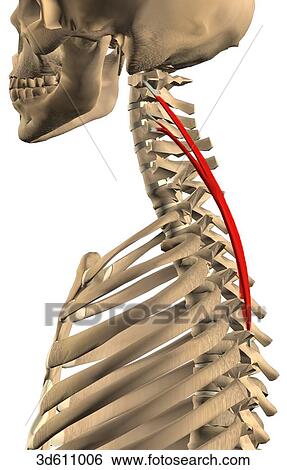 Stock Illustration - Lateral view of upper thorax and neck region showing the splenius cervicis muscle and its bony attachments.. Fotosearch