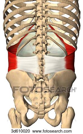 Clipart - Posterior view of the abdominal region illustrating the transversus abdominis muscle and its bony attachments. Both sides of muscle are shown.. Fotosearch